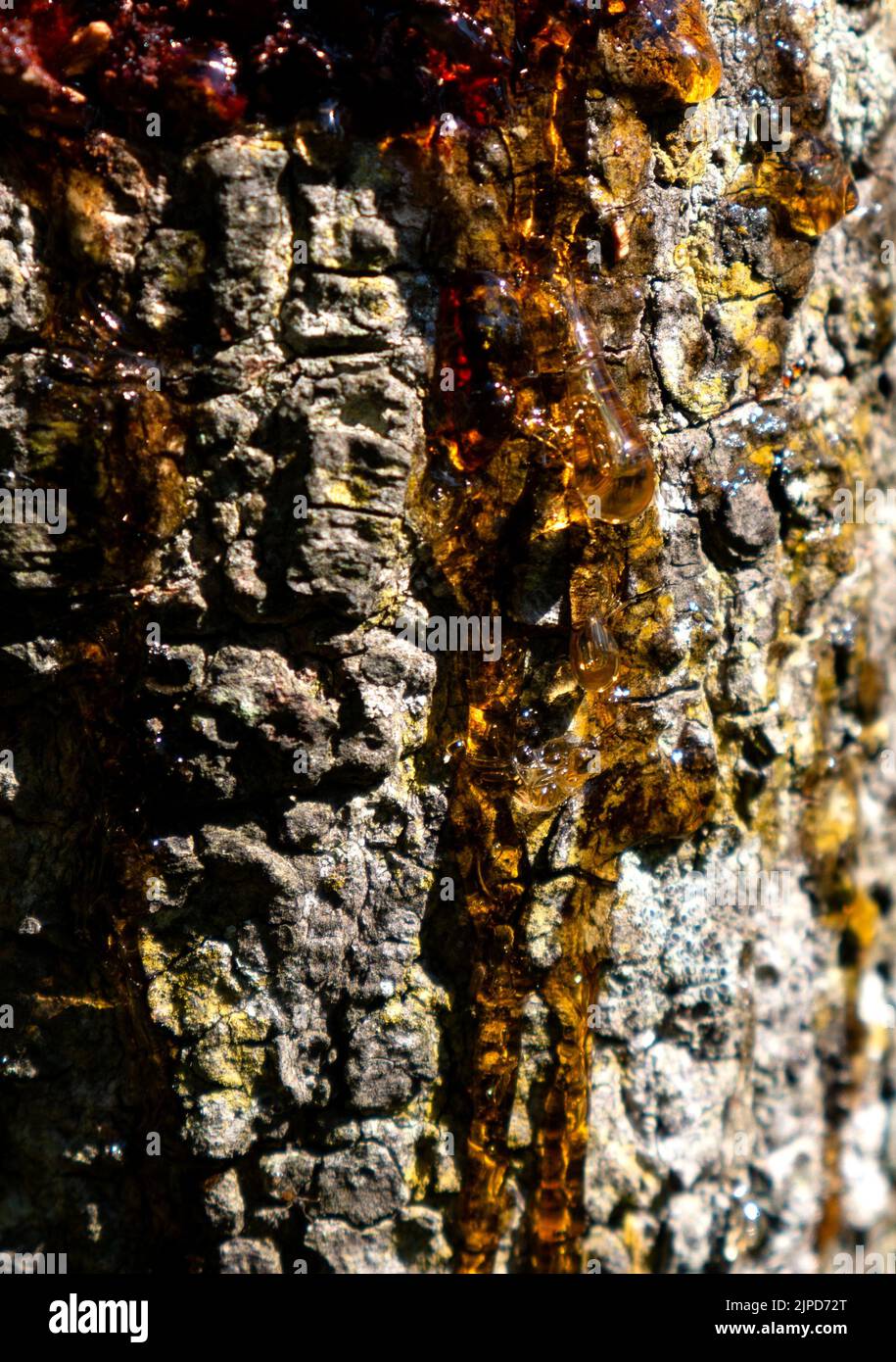 Harzgummi aus dem Schnitt eines Baumes. Stockfoto