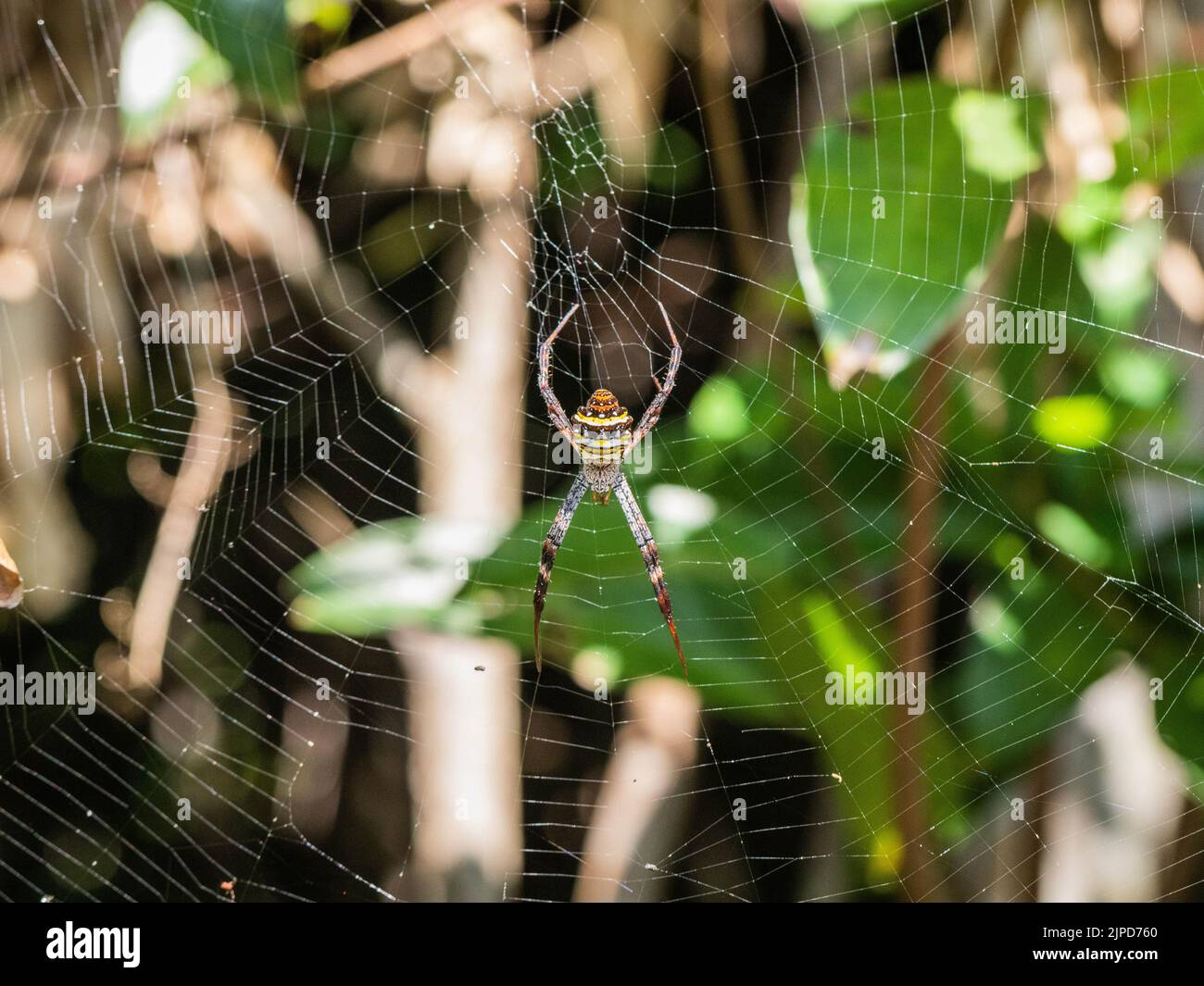 Ein Makro einer Argiope Anasuja Spinne auf ihrem Netz über einem verschwommenen Hintergrund Stockfoto