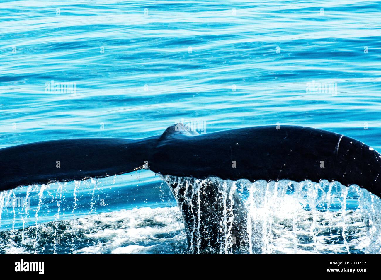 Der Tauchgang ist kraftvoll und beeindruckend Stockfoto