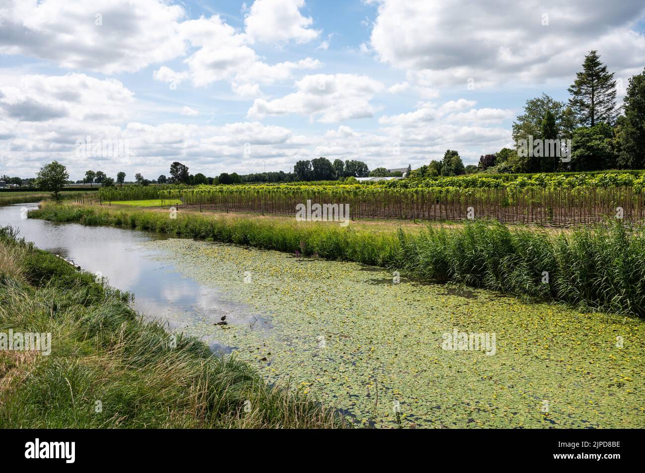 Grünes Naturschutzgebiet mit Wasserpflanzen am Fluss Mark, Breda, Niederlande Stockfoto