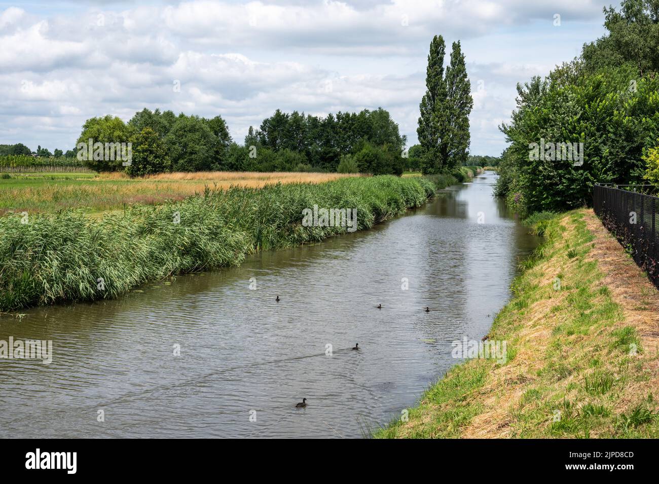 Grünes Naturschutzgebiet mit Wasserpflanzen am Fluss Mark, Breda, Niederlande Stockfoto