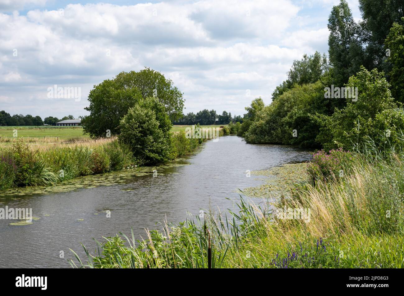 Grünes Naturschutzgebiet mit Wasserpflanzen am Fluss Mark, Breda, Niederlande Stockfoto