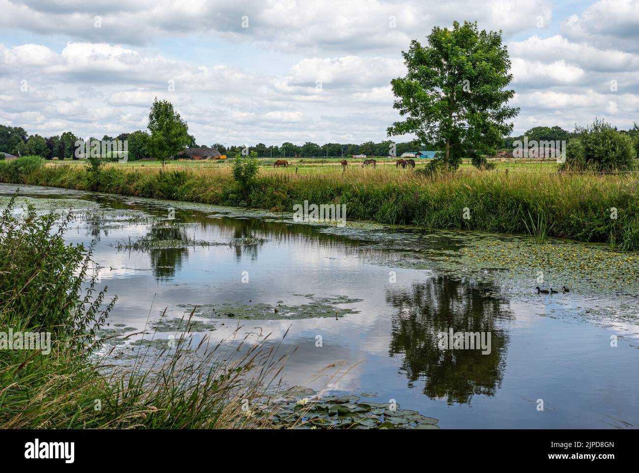Grünes Naturschutzgebiet mit Wasserpflanzen am Fluss Mark, Breda, Niederlande Stockfoto