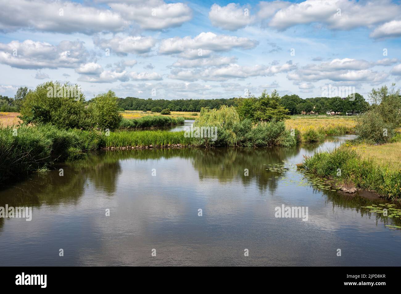Grünes Naturschutzgebiet mit Wasserpflanzen am Fluss Mark, Breda, Niederlande Stockfoto