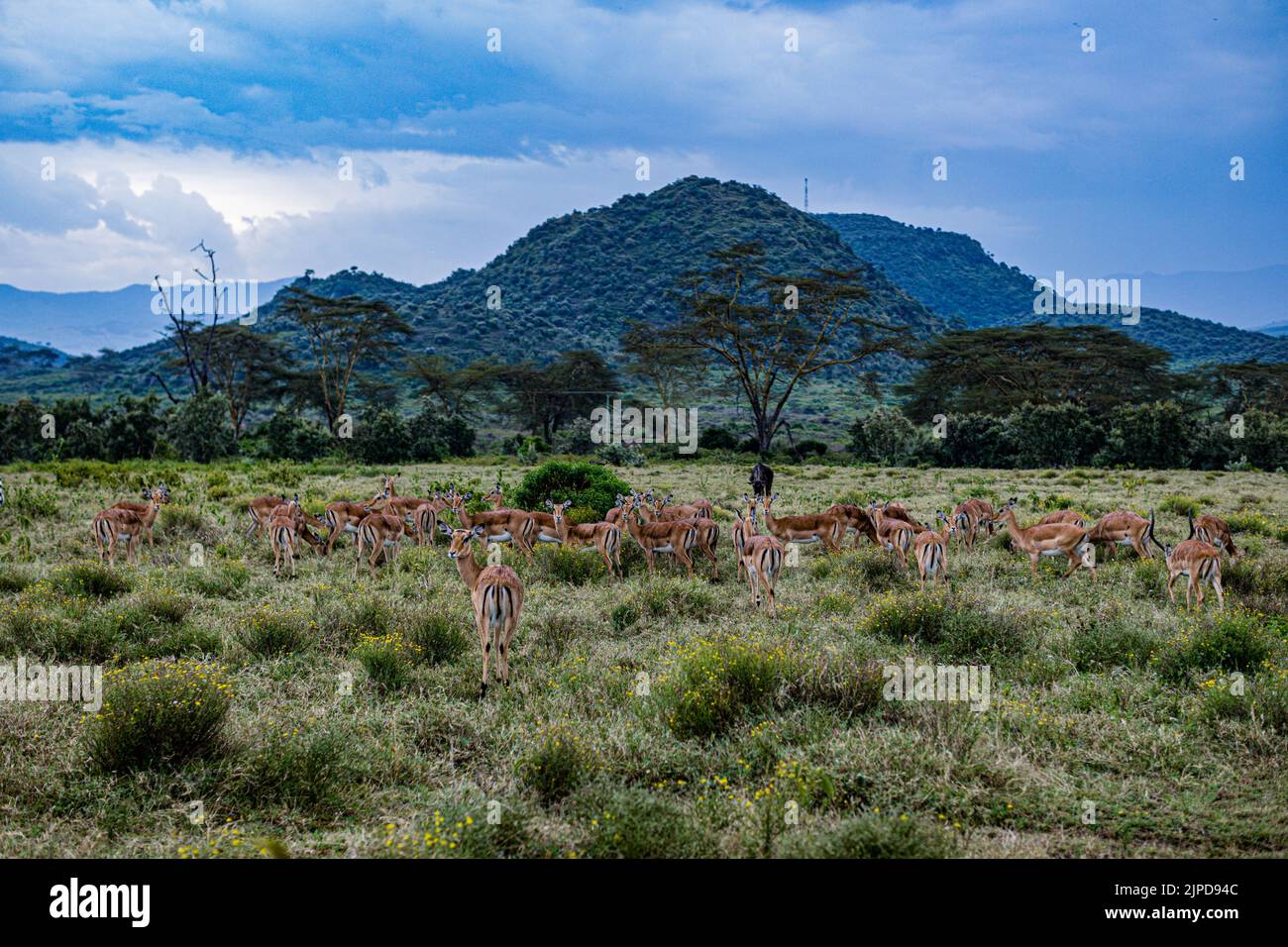 Afrikanische Antilope Impala Topi Gazelles Zebras Kenia Wildtiere Landschaften Savannah Grasland Panoramablick Scenic Views Travel Documentary Expl Stockfoto