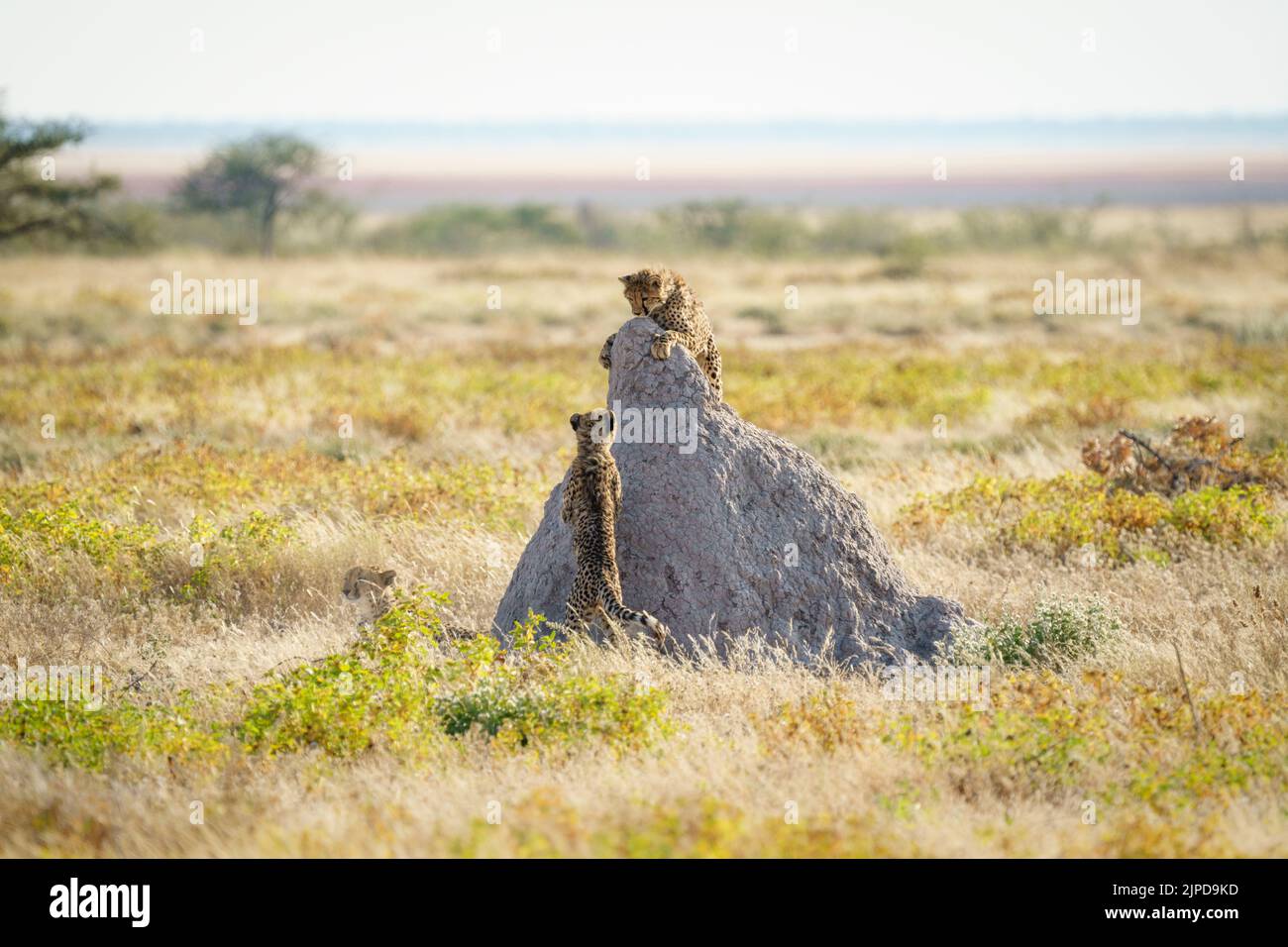 Geparden (Acinonyx jubatus) 2 Spiel Kampf auf Termitenhügel. Etosha Nationalpark, Namibia, Afrika Stockfoto