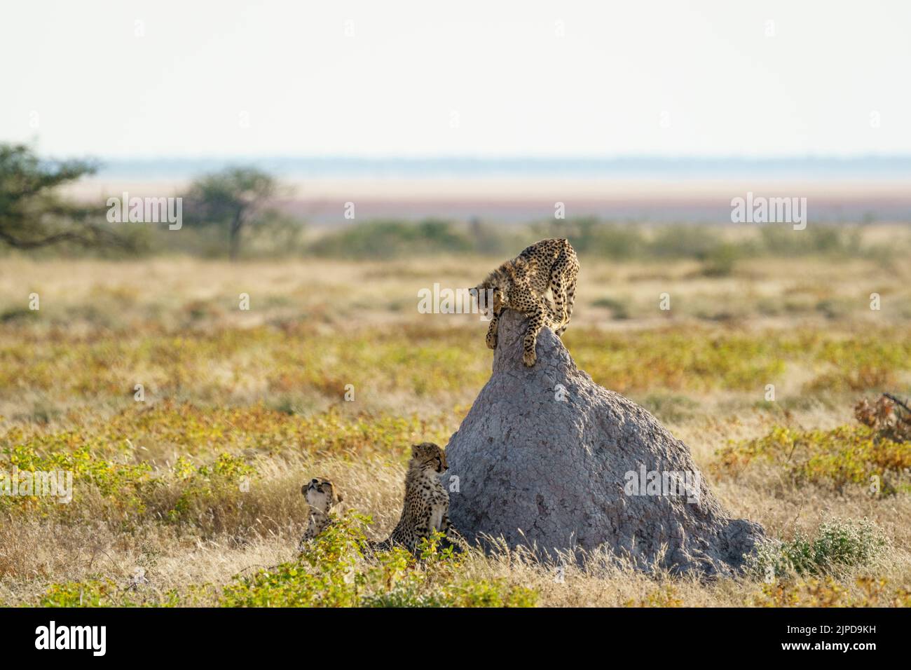Geparden (Acinonyx jubatus) 2 Spiel Kampf auf Termitenhügel. Etosha Nationalpark, Namibia, Afrika Stockfoto
