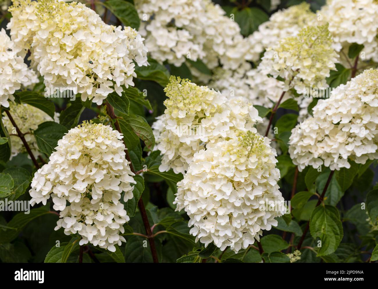 Eine Masse von großen Blütenköpfen einer weißen Hortensienpflanze Stockfoto