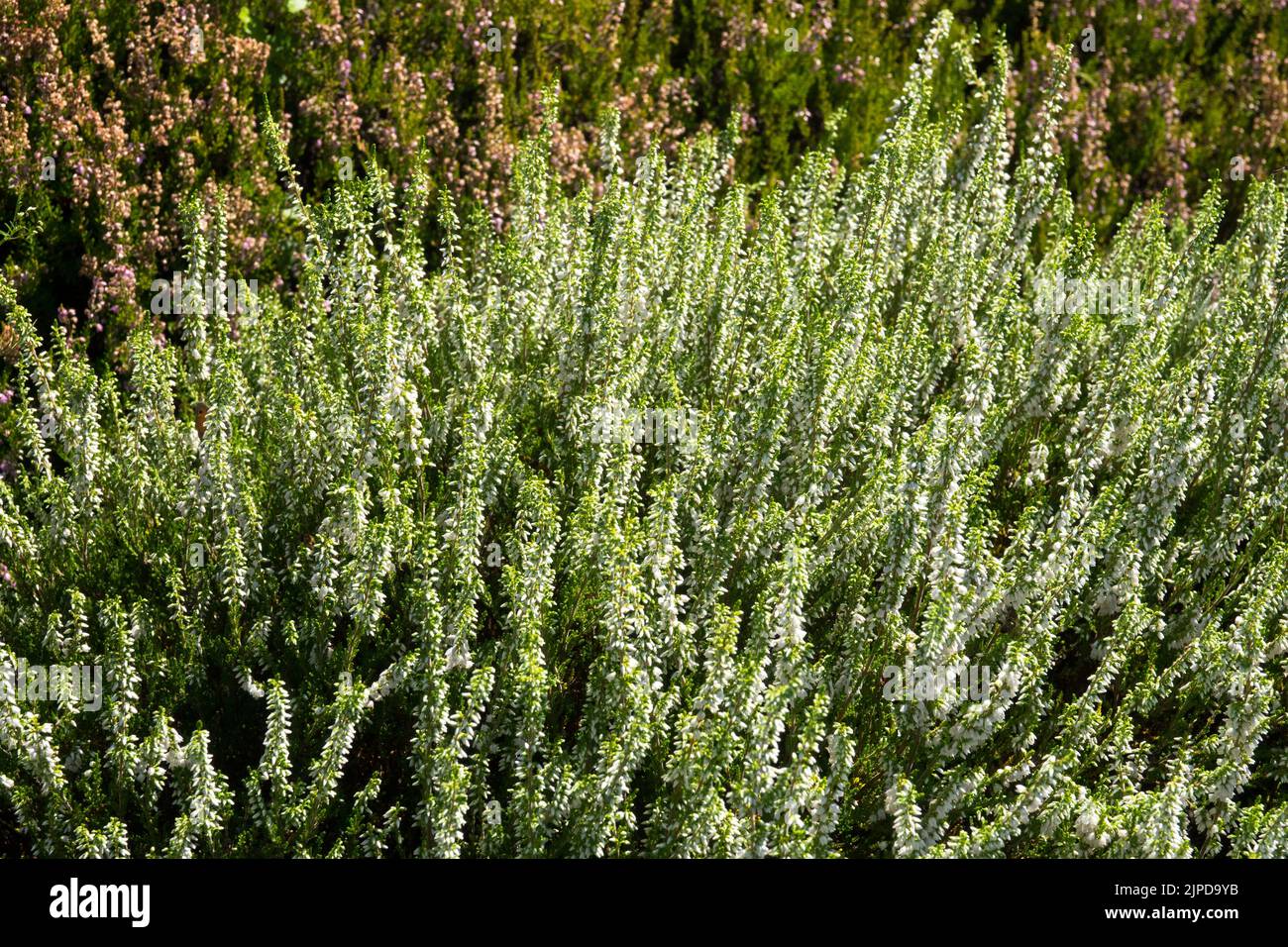 Weiße Callunas, Blume, schottische Heidekraut, Calluna vulgaris, gemeine Heidekraut, Calluna vulgaris „Frühlingscreme“ Stockfoto