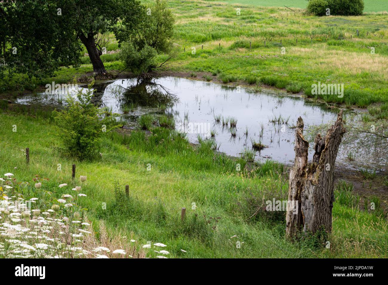 Blick über die natürliche Aue mit Landwirtschaftsfeld und Feuchtgebiet rund um Ochten, Niederlande Stockfoto