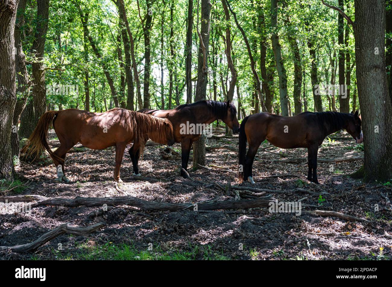 Pferde, die sich im Schatten der Bäume im Veluwe Nature Reserve, Niederlande, ausruhen Stockfoto