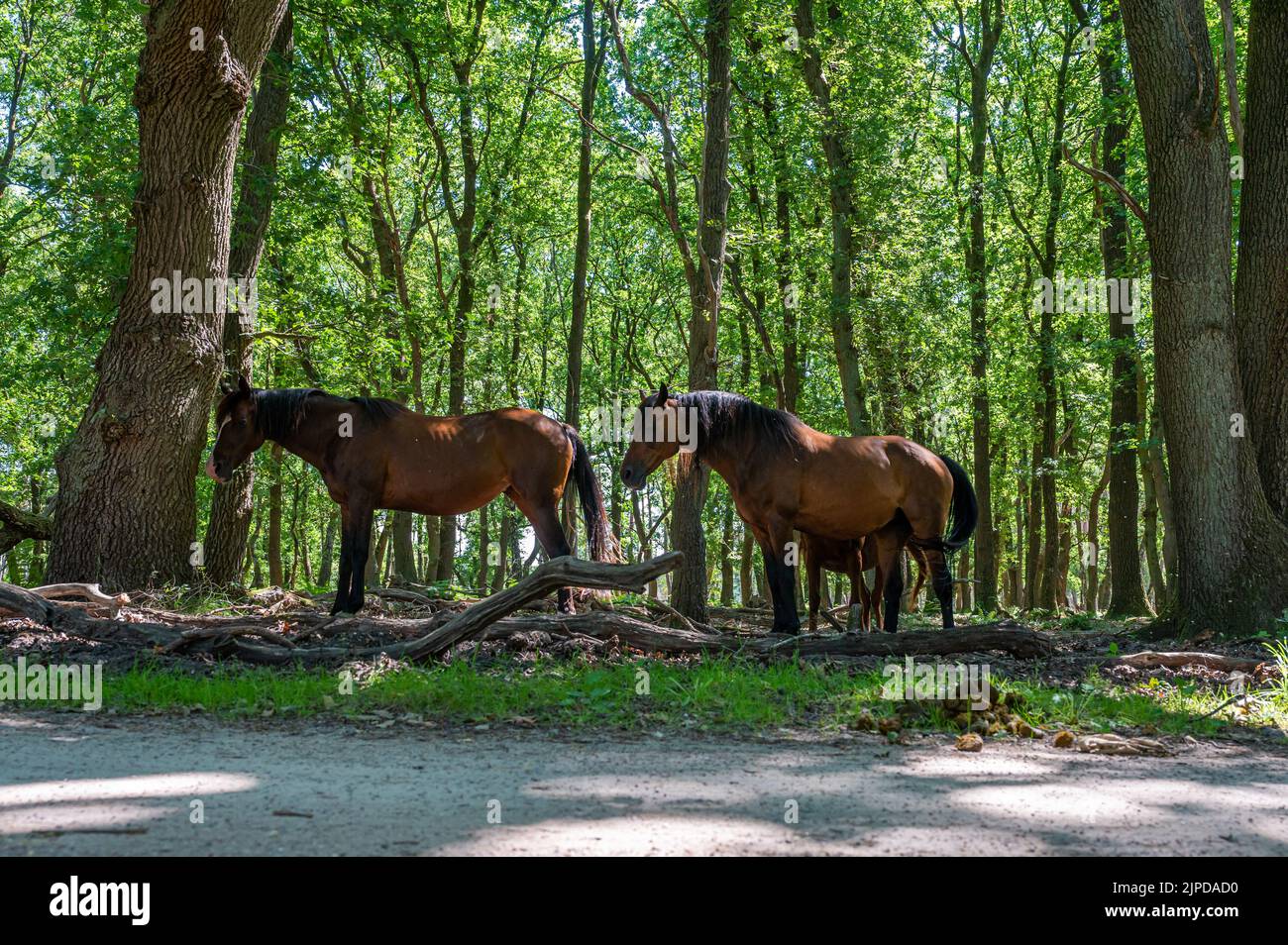 Pferde, die sich im Schatten der Bäume im Veluwe Nature Reserve, Niederlande, ausruhen Stockfoto