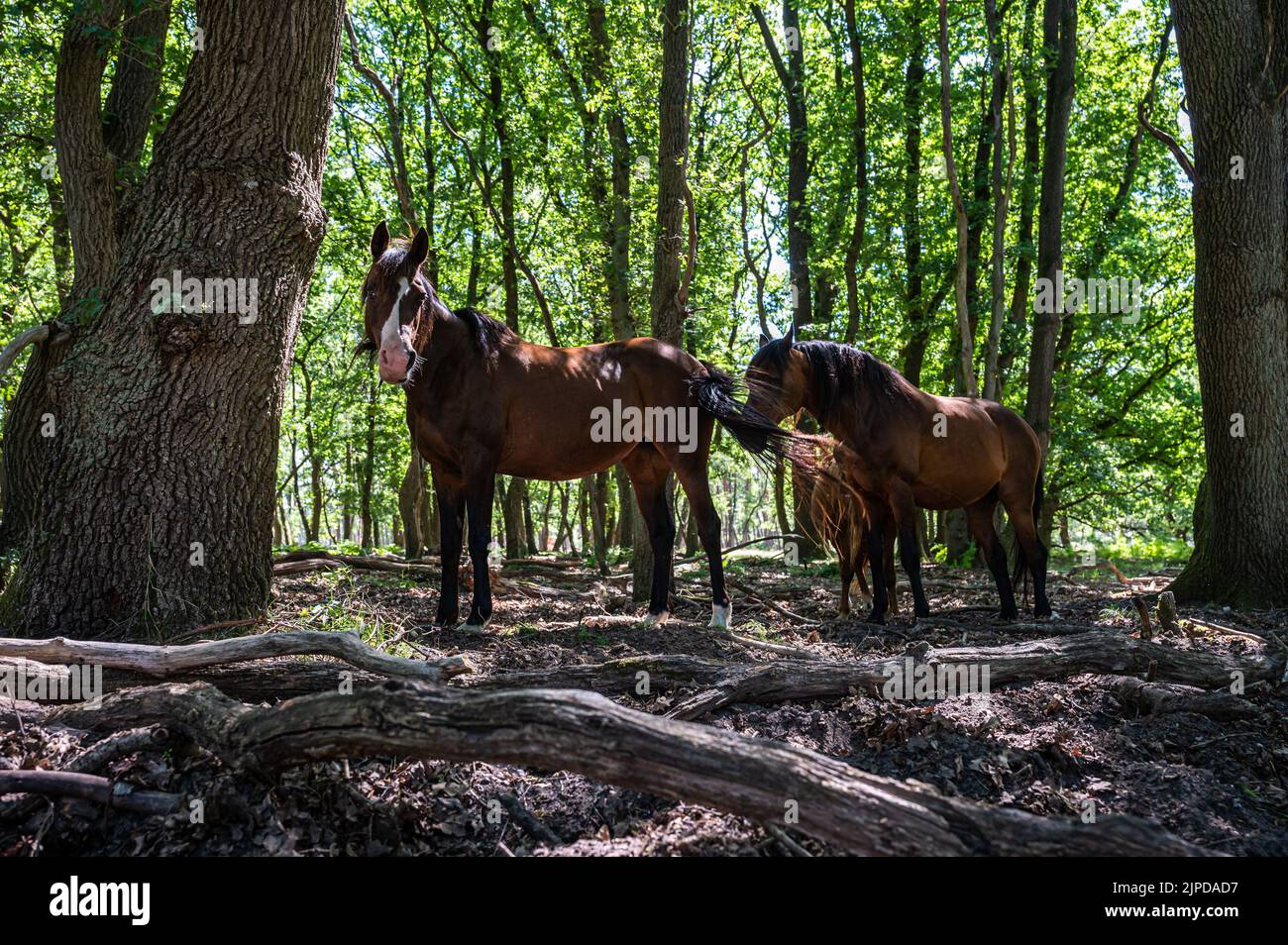 Pferde, die sich im Schatten der Bäume im Veluwe Nature Reserve, Niederlande, ausruhen Stockfoto