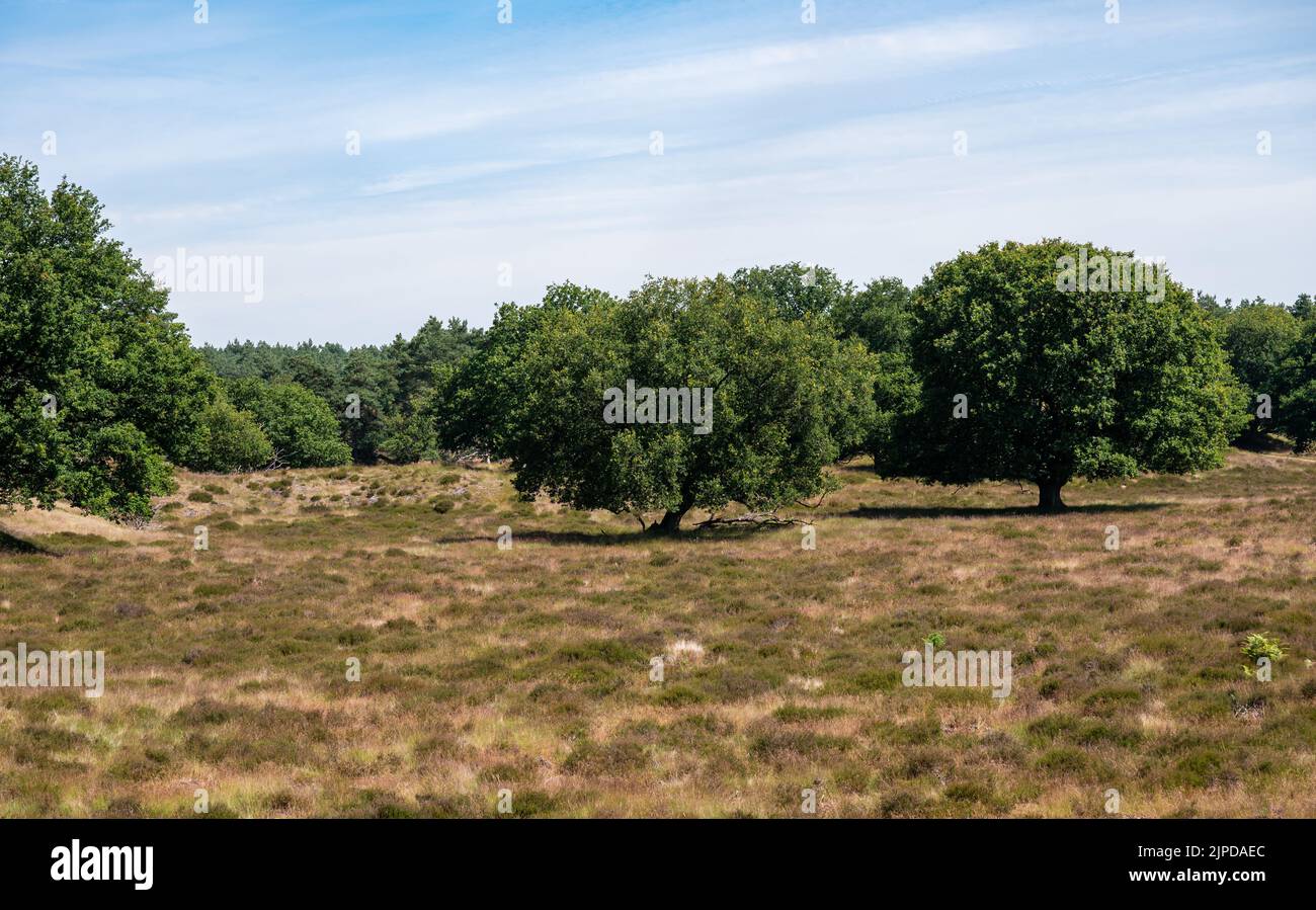 Heide und Wälder des Naturreservats Veluwe während des heißen, trockenen Sommers in den Niederlanden Stockfoto