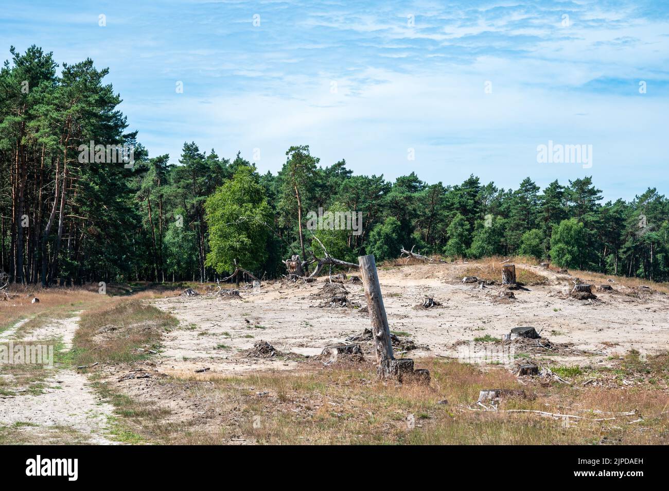 Heide und Wälder des Naturreservats Veluwe während des heißen, trockenen Sommers in den Niederlanden Stockfoto