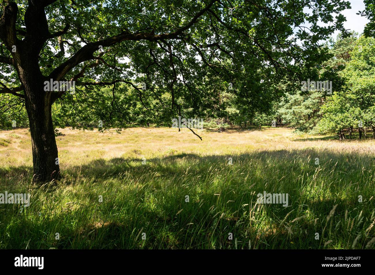 Heide und Wälder des Naturreservats Veluwe während des heißen, trockenen Sommers in den Niederlanden Stockfoto