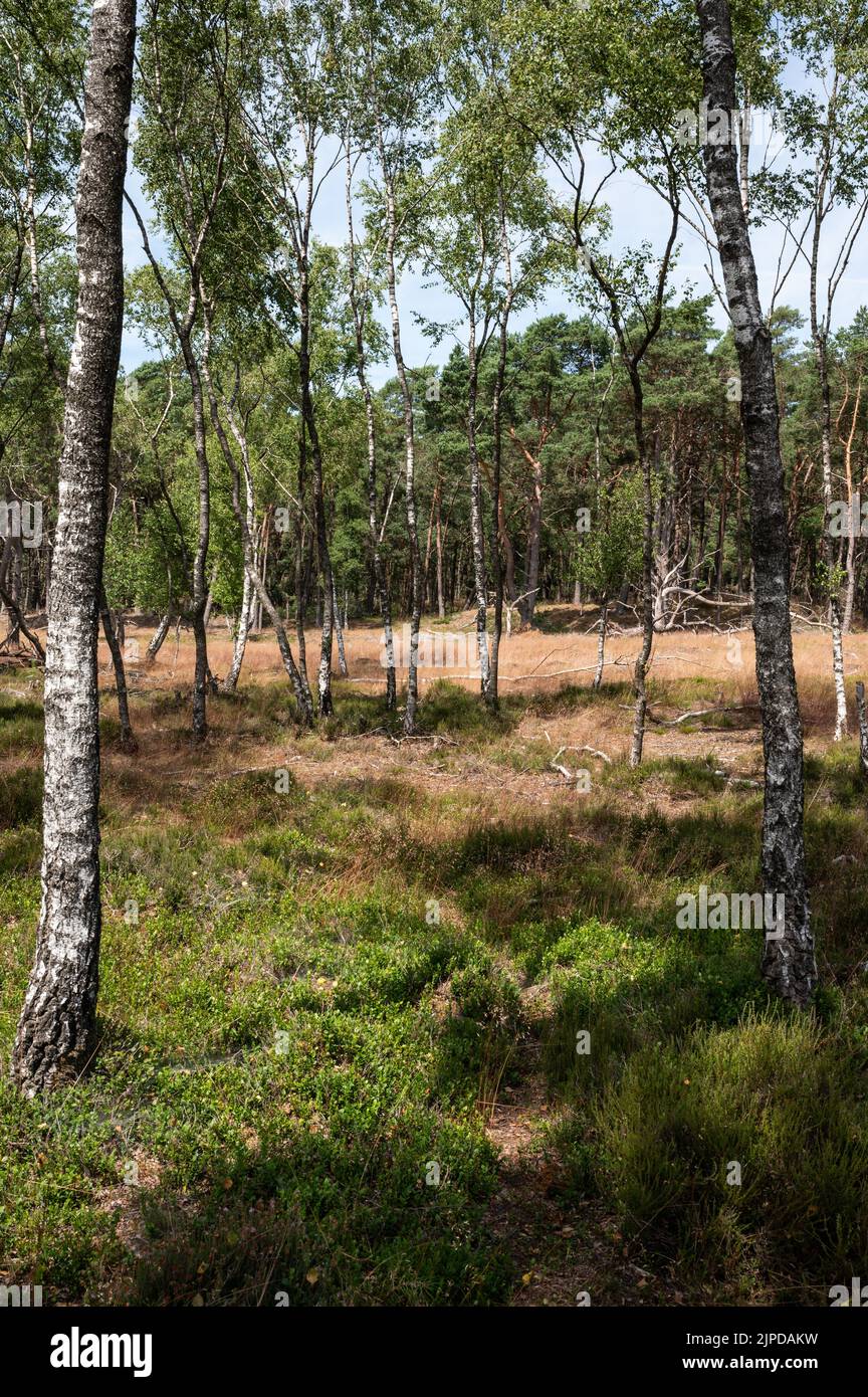 Heide und Wälder des Naturreservats Veluwe während des heißen, trockenen Sommers in den Niederlanden Stockfoto