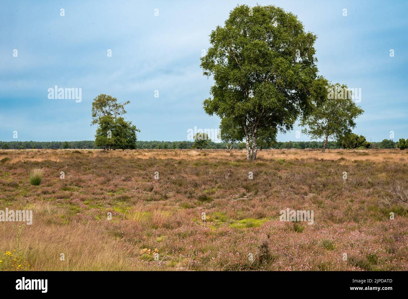 Trockene Heide mit Bäumen im Hintergrund an einem heißen Sommertag im Veluwe-Nationalpark in den Niederlanden Stockfoto