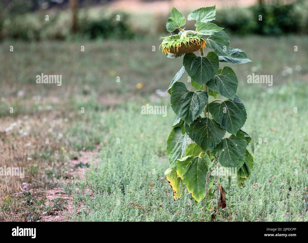 Niederkail, Deutschland. 17. August 2022. Auf einem Brachland ist eine Sonnenblume mit reifenden Körnern. Die Pflanze hat welken Blätter in der Phase, wenn es tatsächlich füllen würde die Körner mit Nährstoffen. Die anhaltende Dürre fordert ihren Tribut für die Ernte. Quelle: Harald Tittel/dpa/Alamy Live News Stockfoto