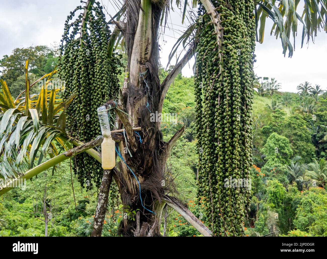 Plastikflasche und Krug werden verwendet, um Saft von der Palme zu sammeln. Sulawesi, Indonesien. Stockfoto