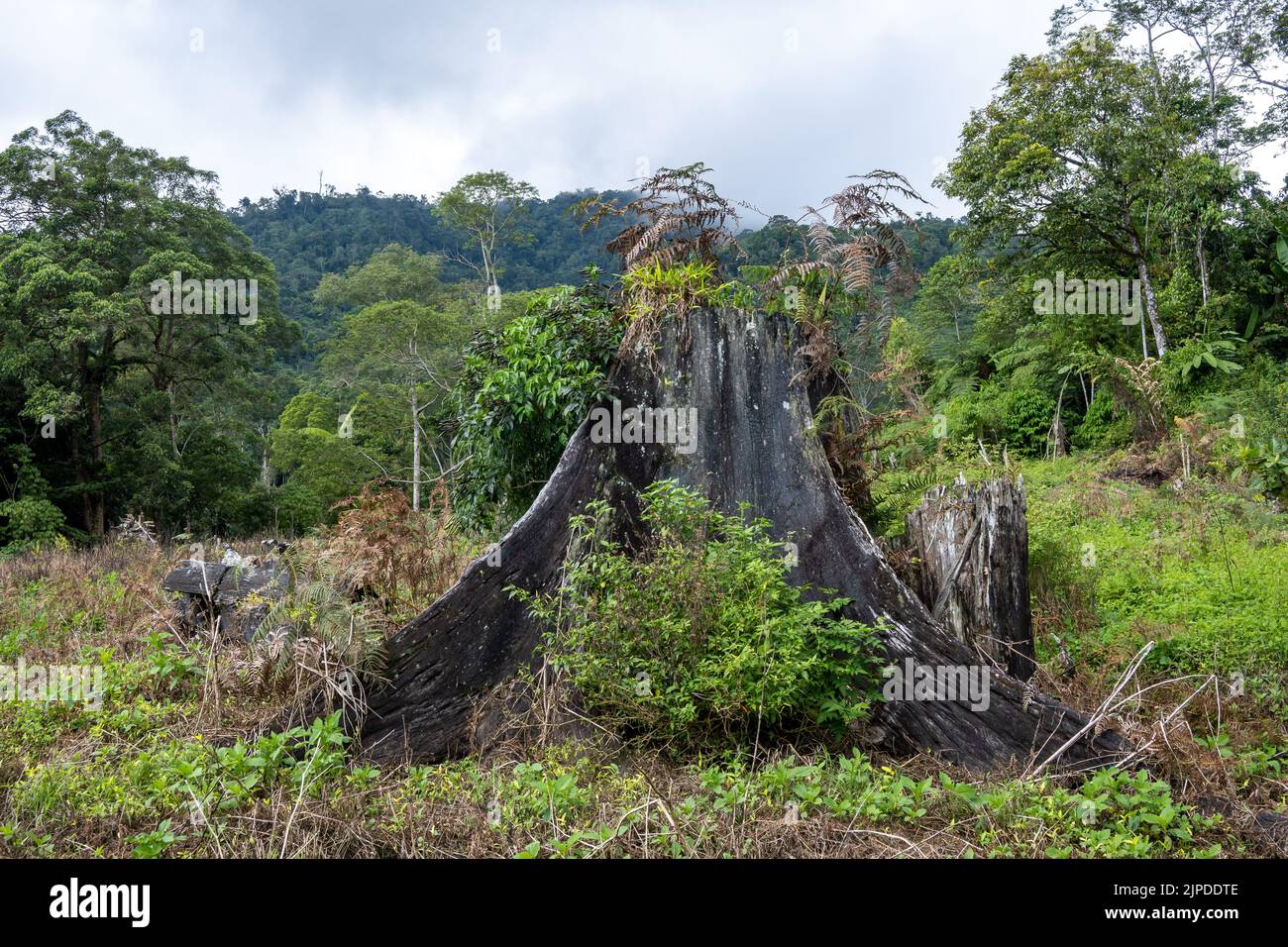 Ein riesiger Baumstumpf ist das, was hier einst von einem tropischen Wald übrig blieb. Sulawesi, Indonesien. Stockfoto