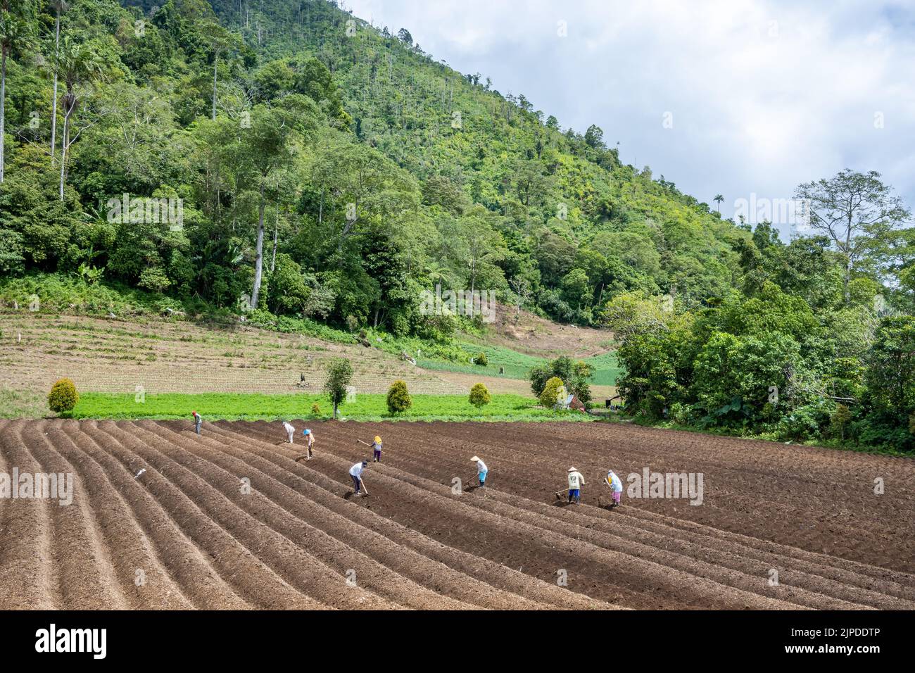 Lokale Bauern, die auf gepflügten Feldern arbeiten. Sulawesi, Indonesien. Stockfoto