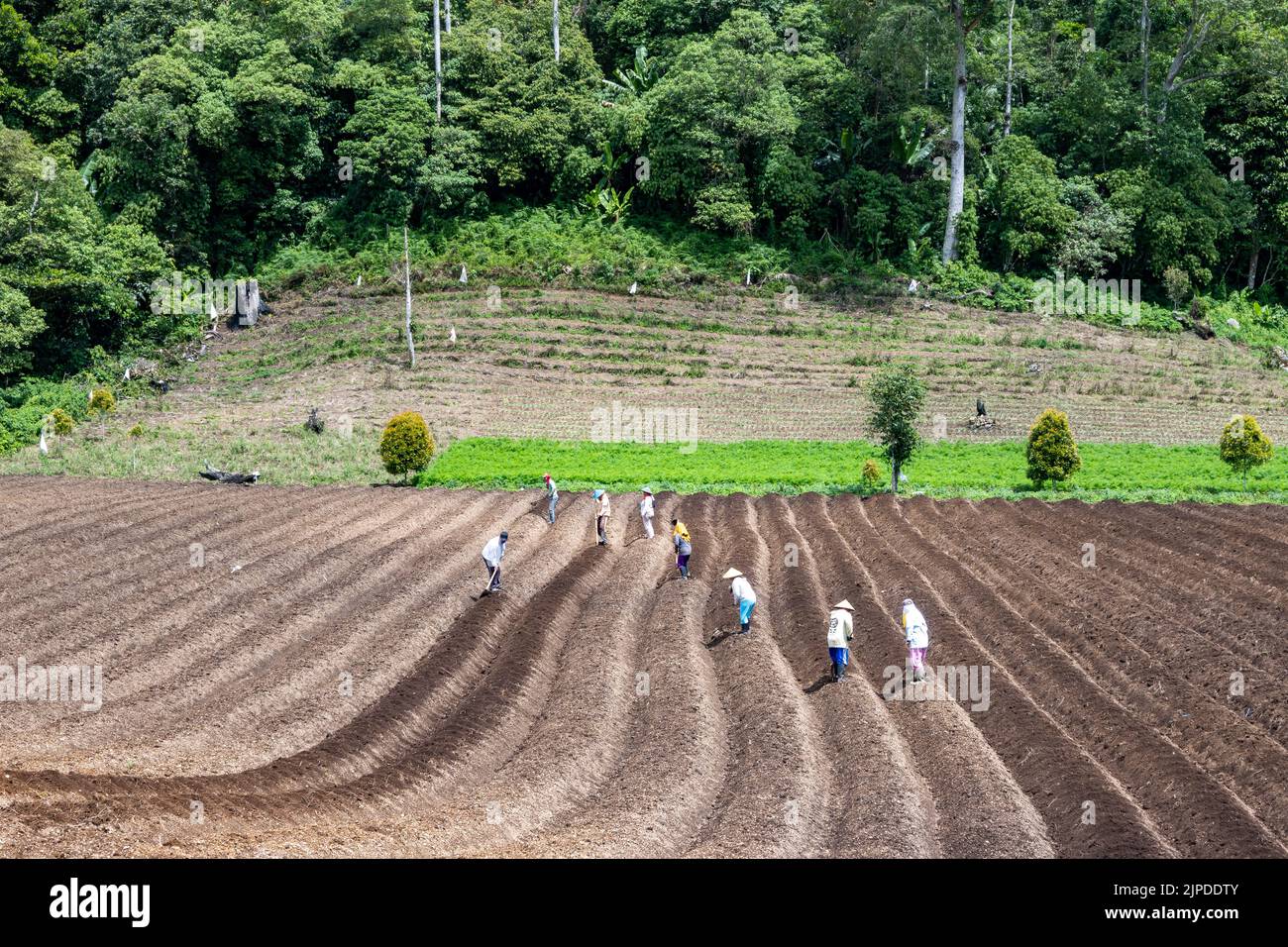 Lokale Bauern, die auf gepflügten Feldern arbeiten. Sulawesi, Indonesien. Stockfoto