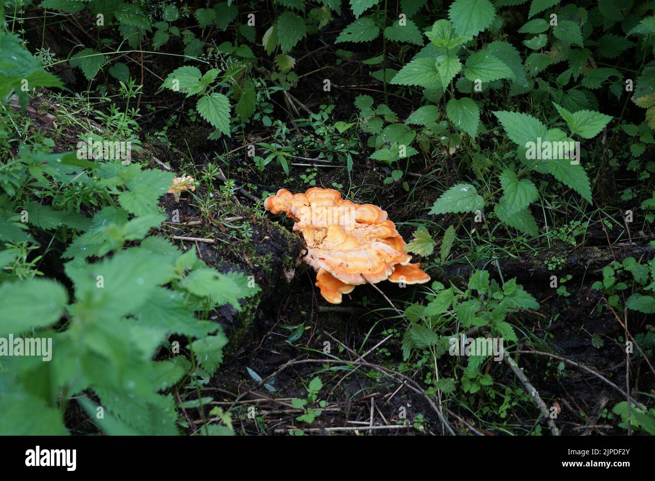Eine Nahaufnahme von Laetiporus sulfureus, Holzkrabbe, Schwefelpolypore. Stockfoto