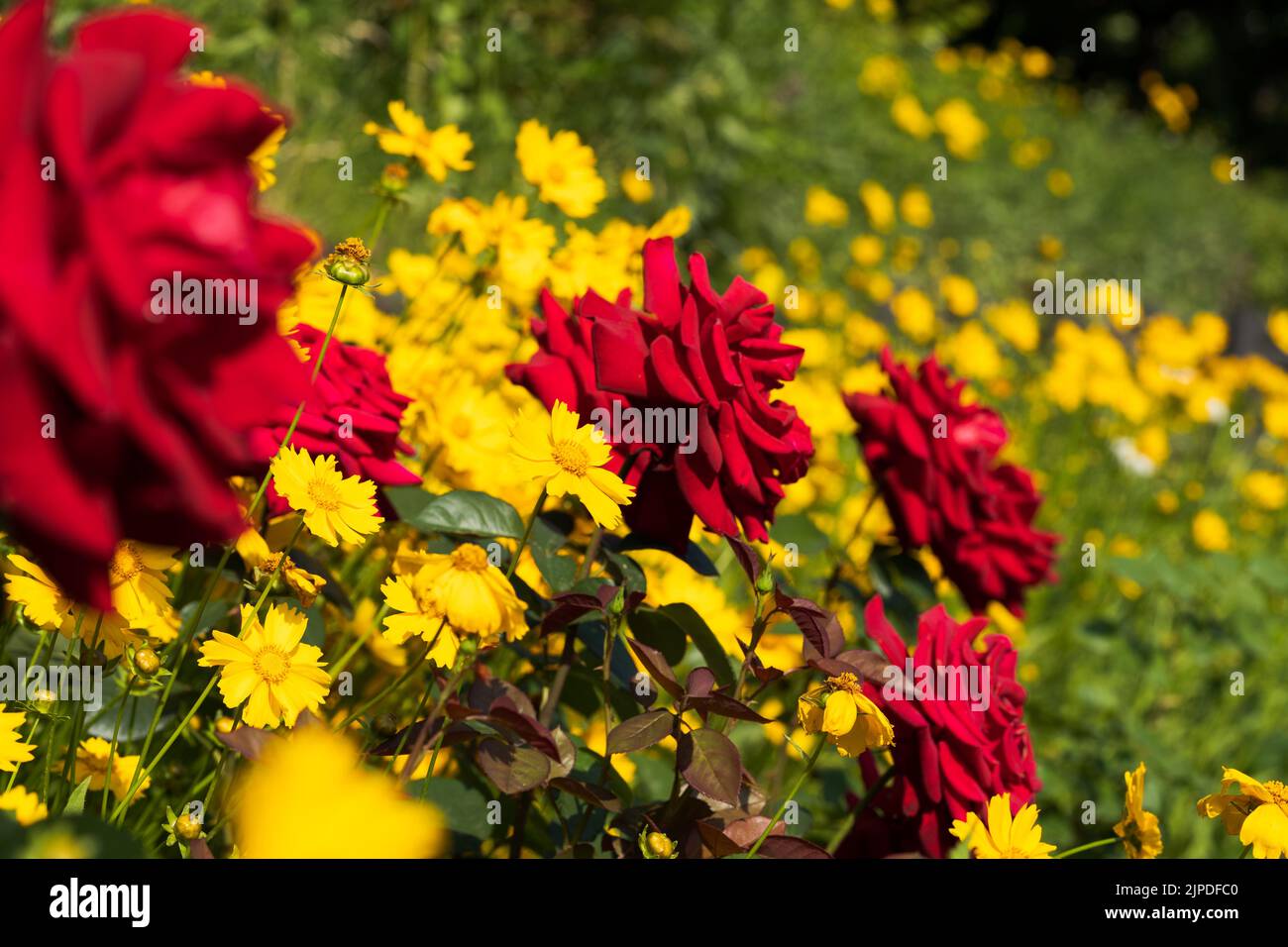 An einem sonnigen Sommertag wachsen im Garten große rote und gelbe Rosen Stockfoto