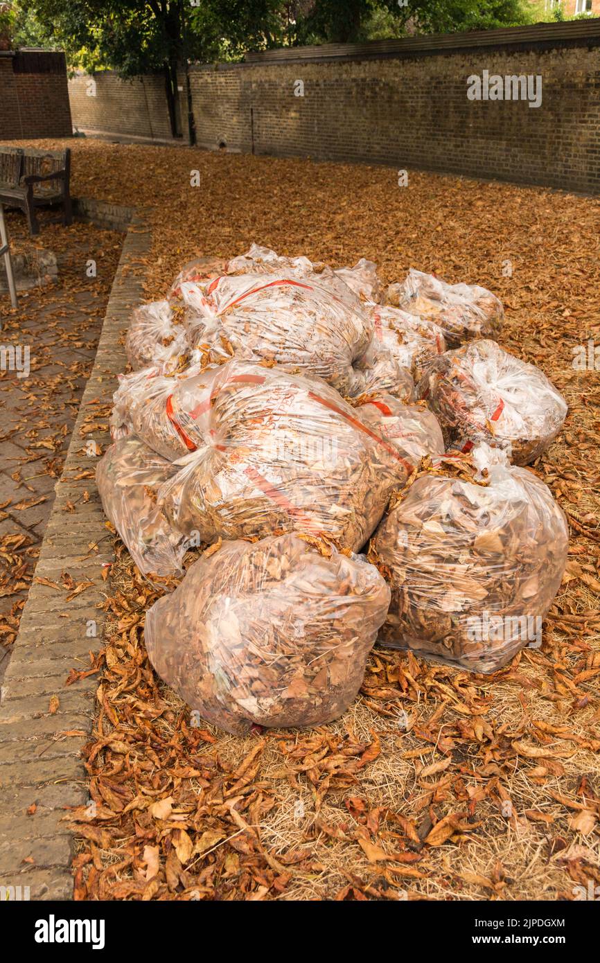 Die Absurdität von Plastiktüten, die voll von heruntergefallenen Blättern aus dem Frühherbst gefüllt sind, aufgrund der Folgen der Dürre in London, England, Großbritannien Stockfoto