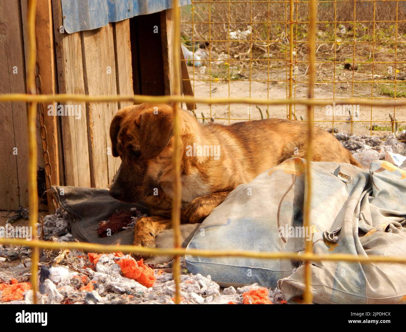 Streunender Hund Hinter Zaun Im Tierheim Stockfoto