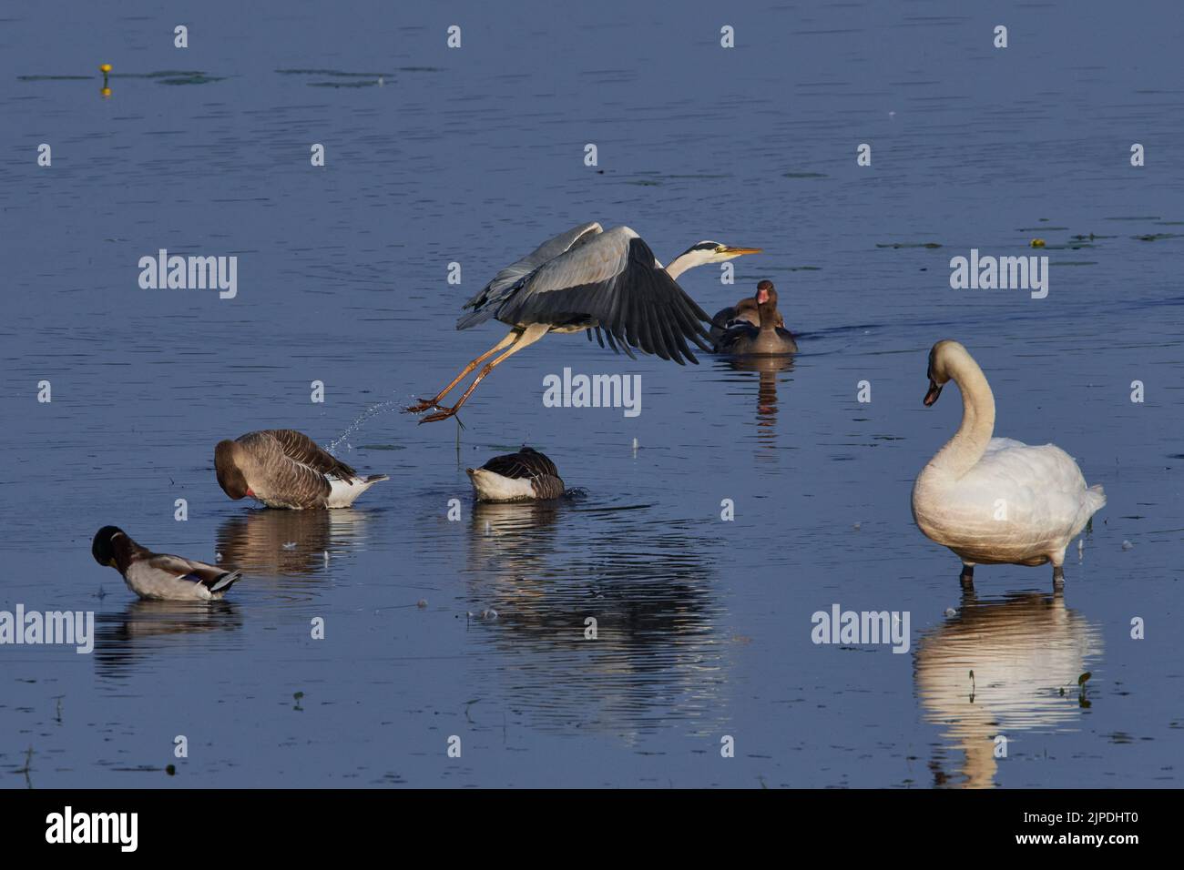 stockente, Schwan, Wasservögel, Graureiher, Stockenten, Schwäne, Wasservögel, Graureiher Stockfoto