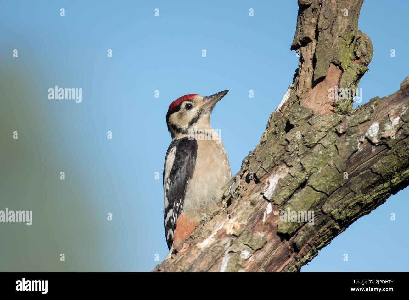 Great Spotted Woodpecker, North Stainley, in der Nähe von Ripon, North Yorkshire Stockfoto
