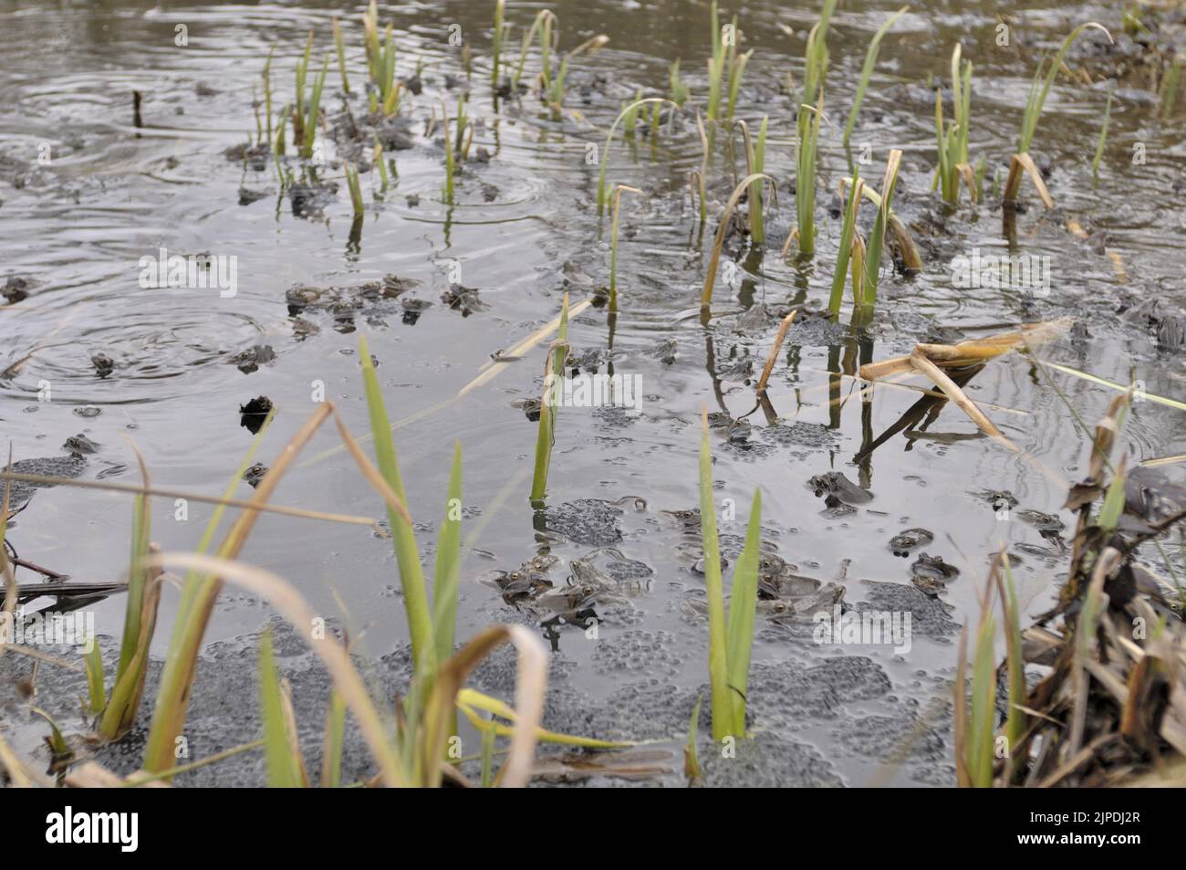 Gewöhnlicher Frosch (Rana temporaria), der sich in einem Teich inmitten massiver Laichklumpen Belgiens paart Stockfoto