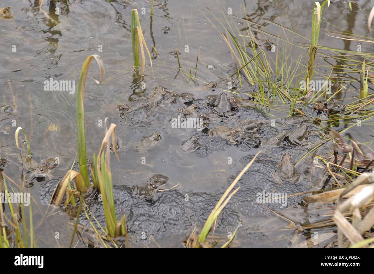 Gewöhnlicher Frosch (Rana temporaria), der sich in einem Teich inmitten massiver Laichklumpen Belgiens paart Stockfoto