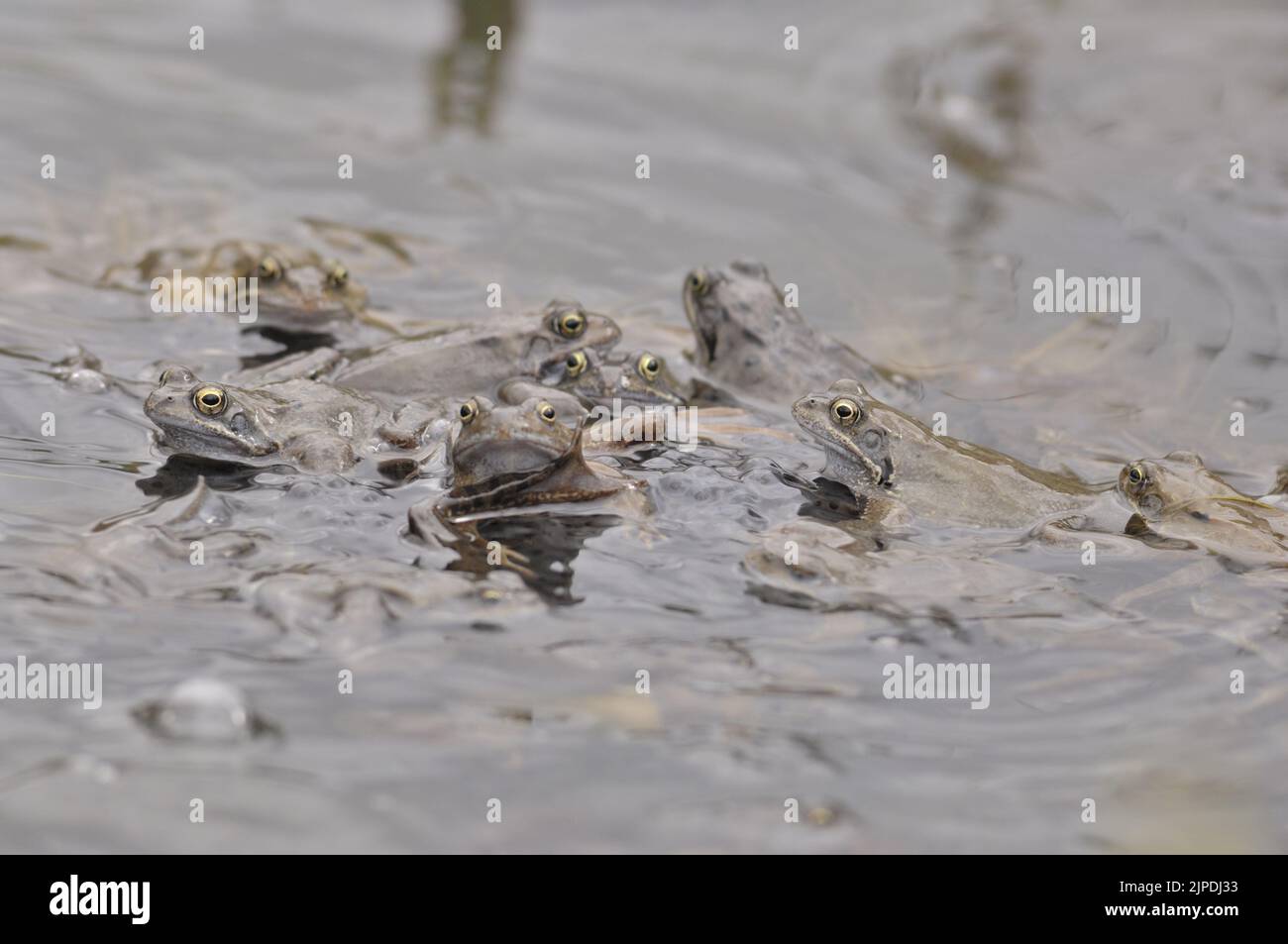 Gewöhnlicher Frosch (Rana temporaria), der sich in einem Teich inmitten massiver Laichklumpen Belgiens paart Stockfoto