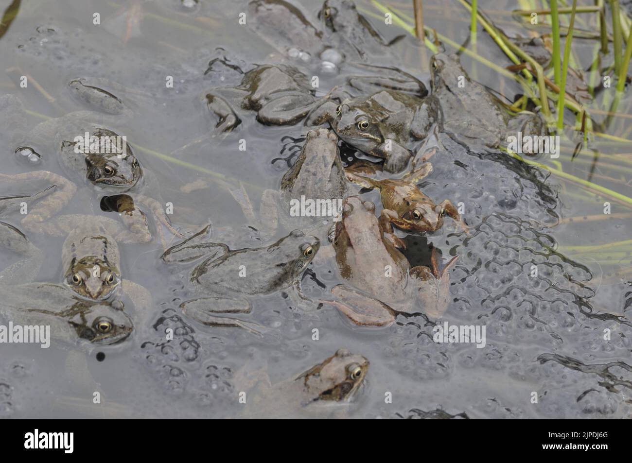 Gewöhnlicher Frosch (Rana temporaria), der sich in einem Teich inmitten massiver Laichklumpen Belgiens paart Stockfoto