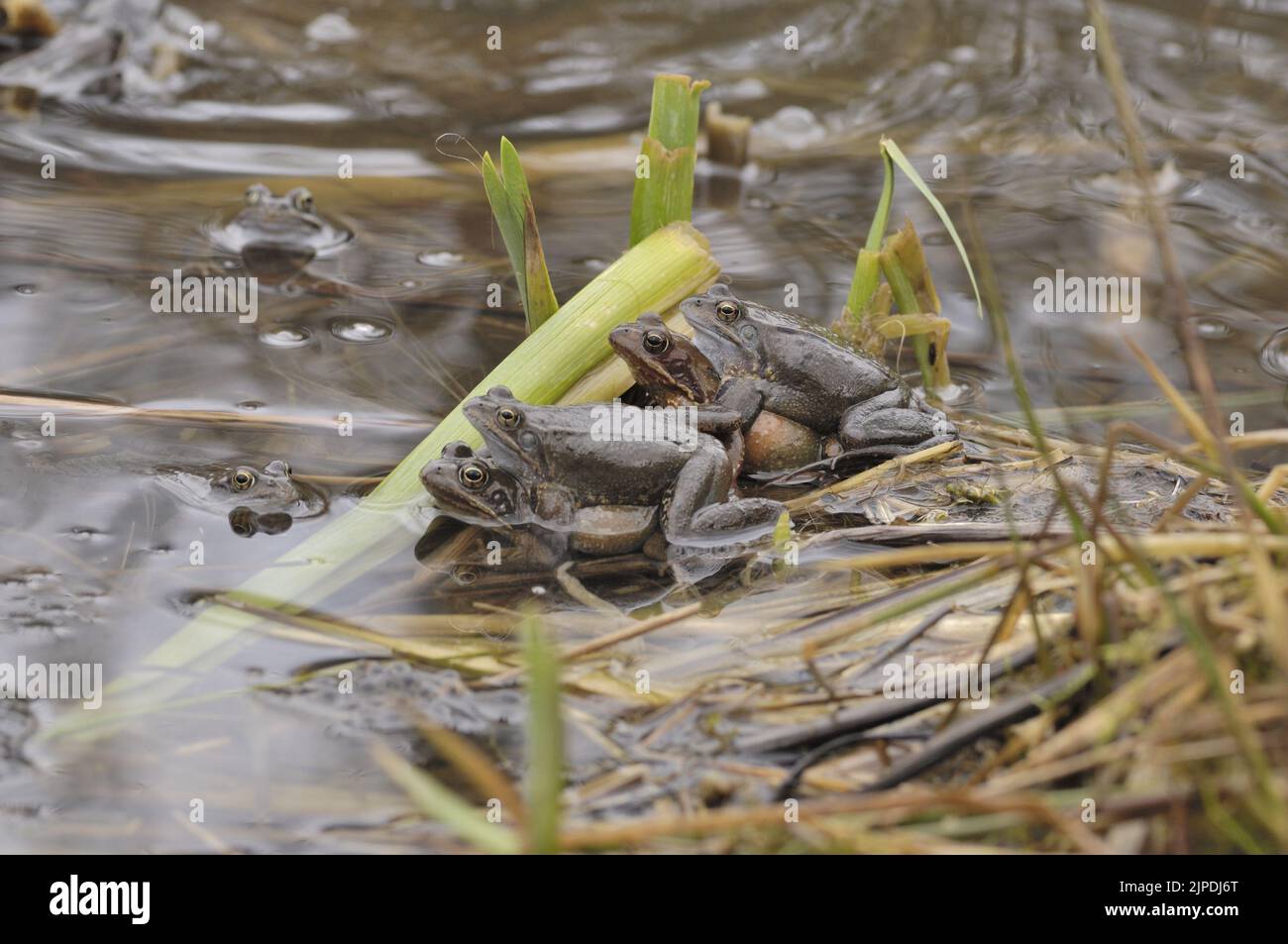 Gewöhnlicher Frosch (Rana temporaria), der sich in einem Teich inmitten massiver Laichklumpen Belgiens paart Stockfoto