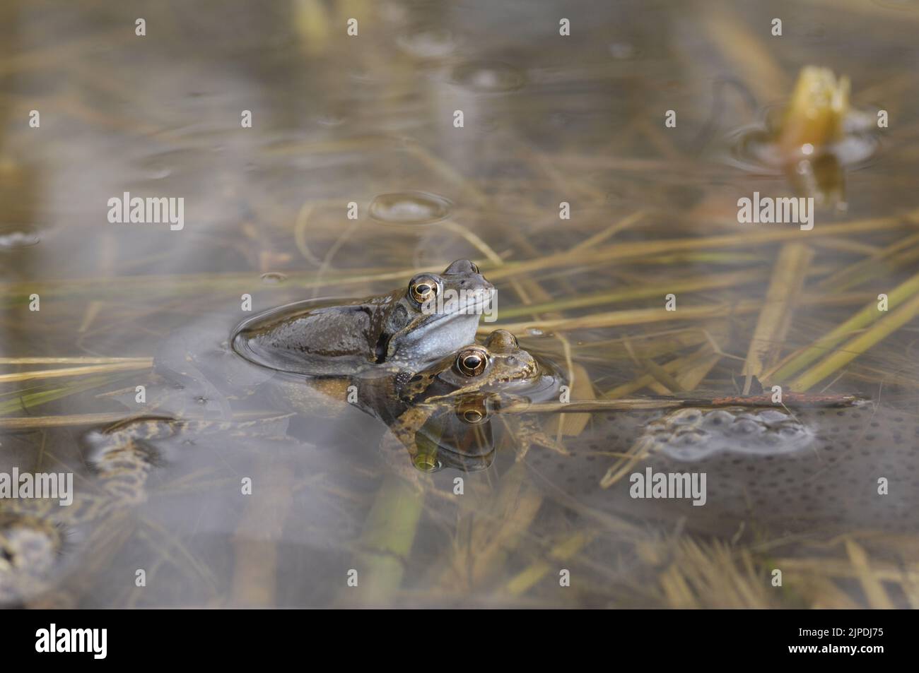 Gewöhnlicher Frosch (Rana temporaria), der sich in einem Teich inmitten massiver Laichklumpen Belgiens paart Stockfoto