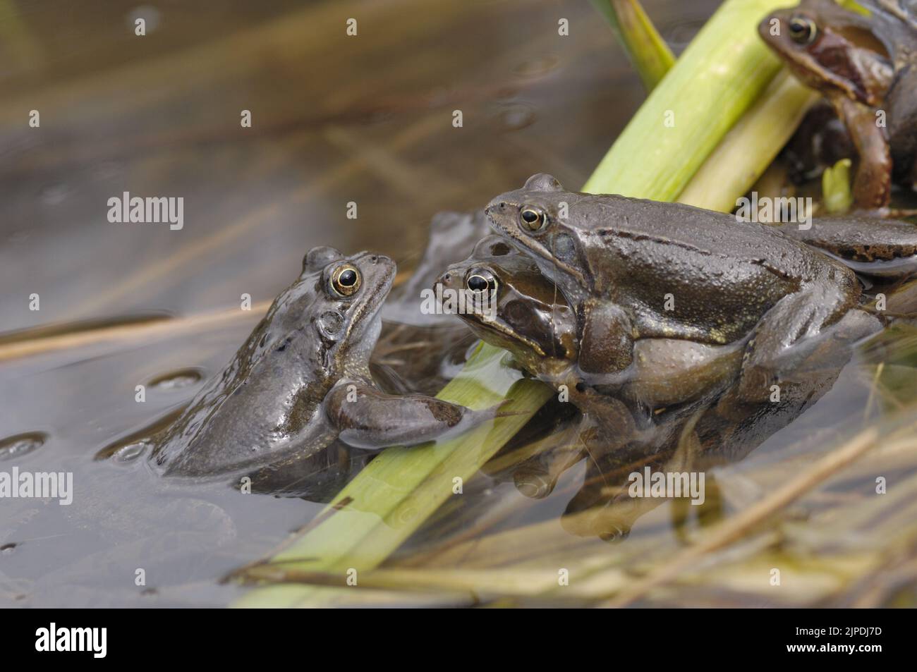 Gewöhnlicher Frosch (Rana temporaria), der sich in einem Teich inmitten massiver Laichklumpen Belgiens paart Stockfoto