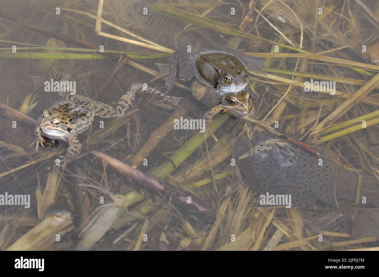 Gewöhnlicher Frosch (Rana temporaria), der sich in einem Teich inmitten massiver Laichklumpen Belgiens paart Stockfoto