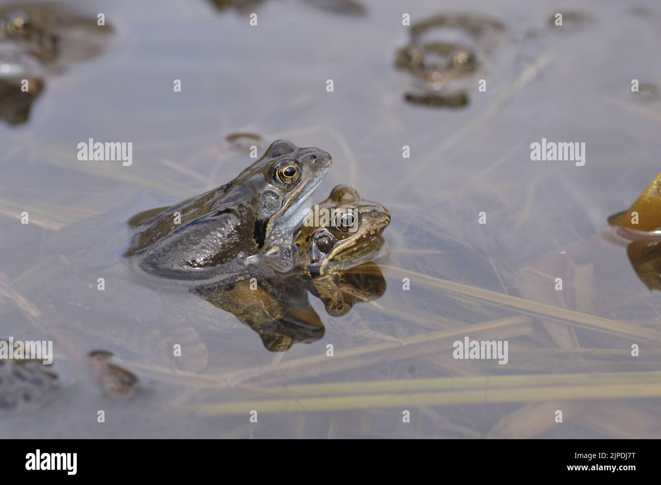 Gewöhnlicher Frosch (Rana temporaria), der sich in einem Teich inmitten massiver Laichklumpen Belgiens paart Stockfoto