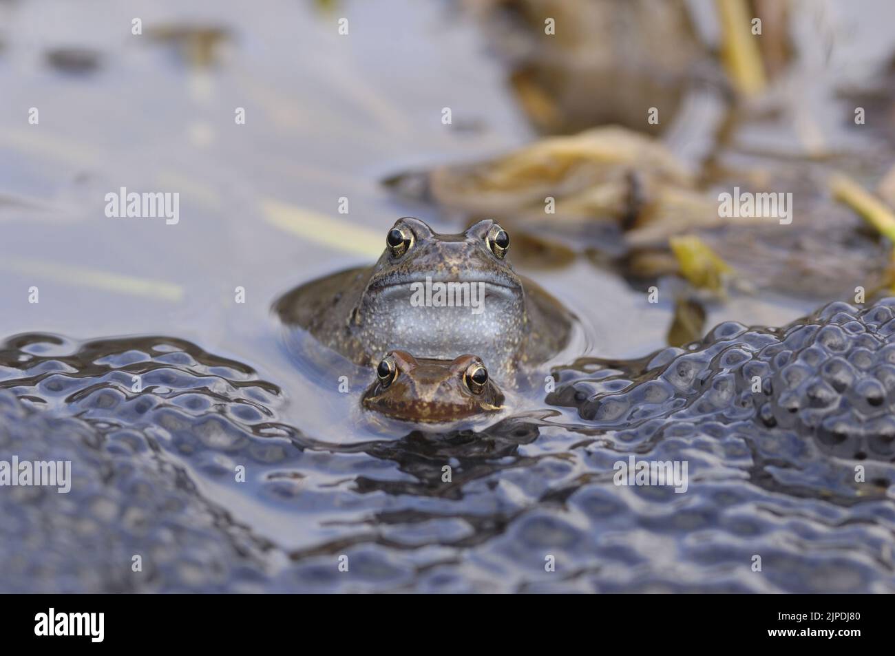 Gewöhnlicher Frosch (Rana temporaria), der sich in einem Teich inmitten massiver Laichklumpen Belgiens paart Stockfoto