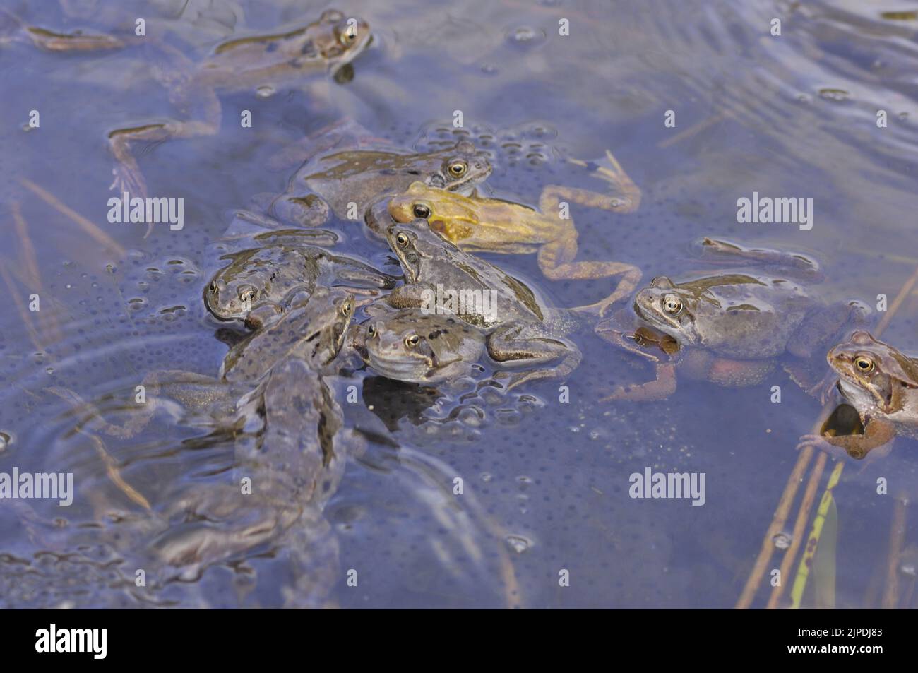 Gewöhnlicher Frosch (Rana temporaria), der sich in einem Teich inmitten massiver Laichklumpen Belgiens paart Stockfoto