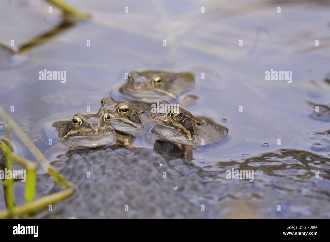Gewöhnlicher Frosch (Rana temporaria), der sich in einem Teich inmitten massiver Laichklumpen Belgiens paart Stockfoto
