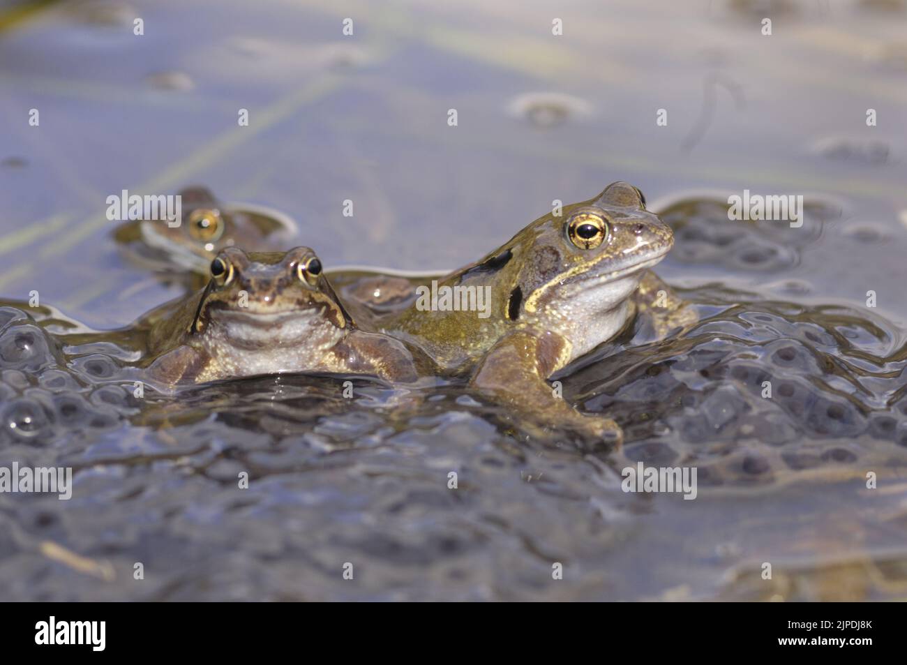 Gewöhnlicher Frosch (Rana temporaria), der sich in einem Teich inmitten massiver Laichklumpen Belgiens paart Stockfoto
