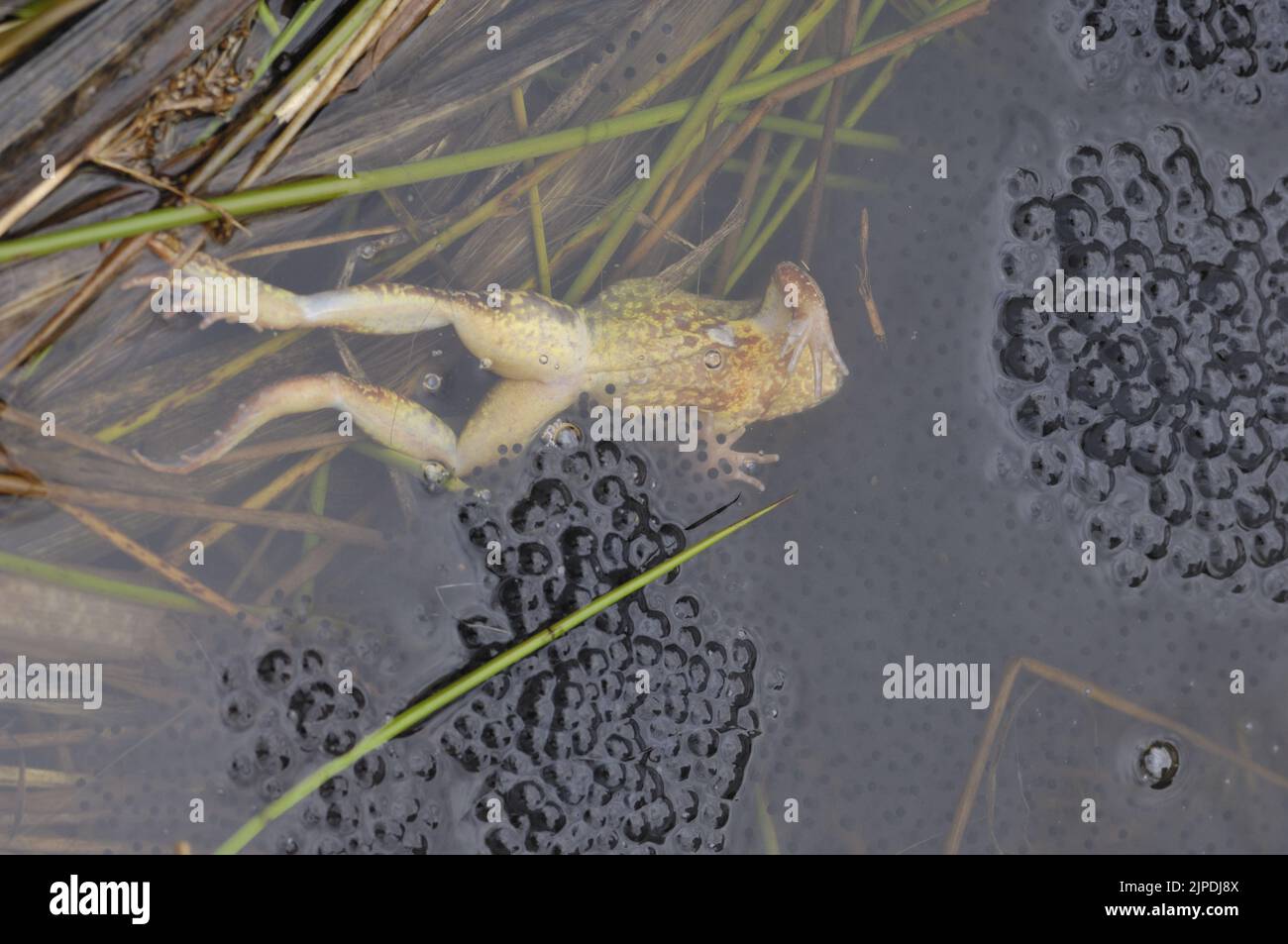 Gewöhnlicher Frosch (Rana temporaria) toter Frosch nach der Paarung in einem Teich unter massiven Brut-Klumpen Belgiens Stockfoto