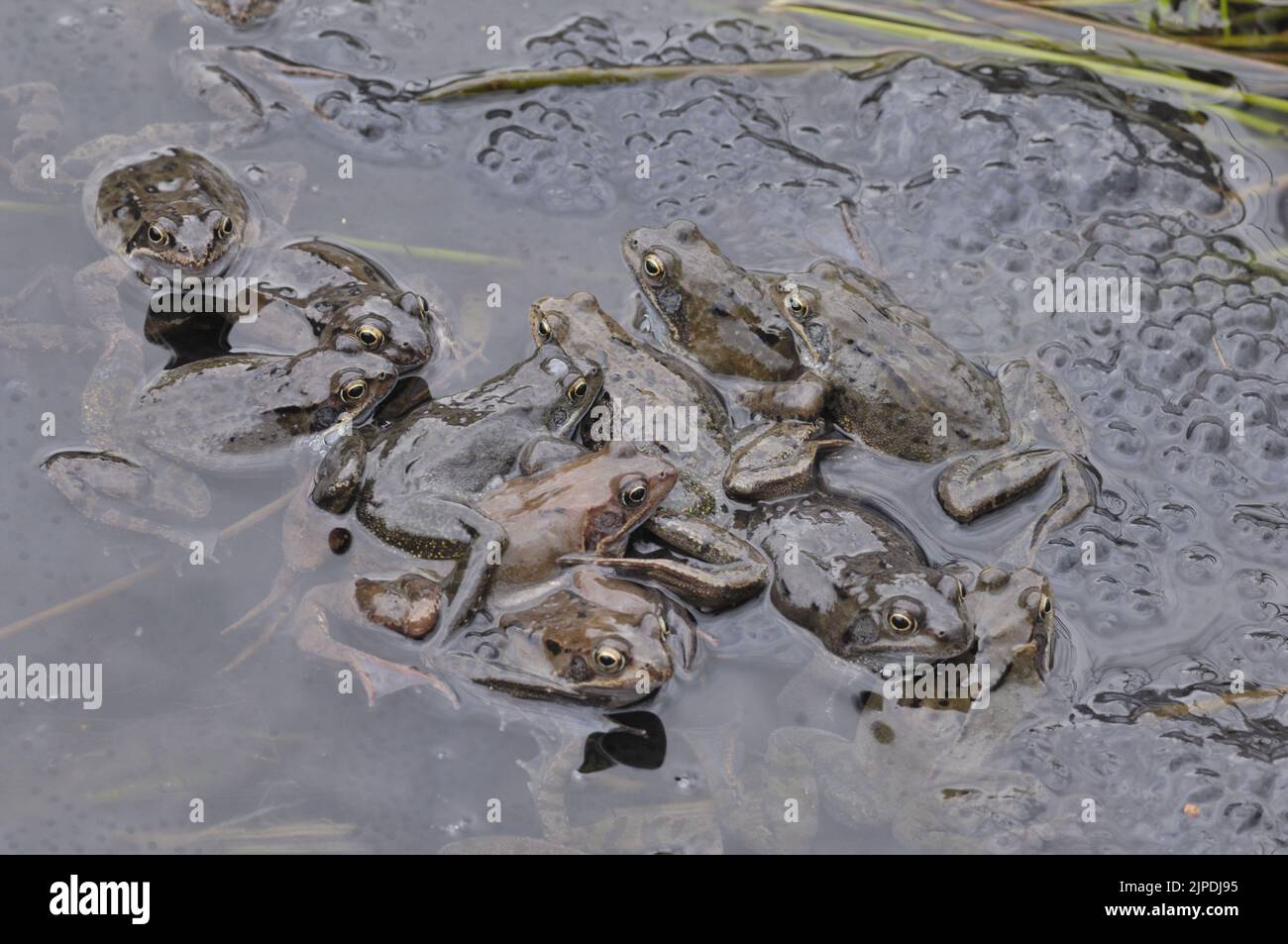 Gewöhnlicher Frosch (Rana temporaria), der sich in einem Teich inmitten massiver Laichklumpen Belgiens paart Stockfoto