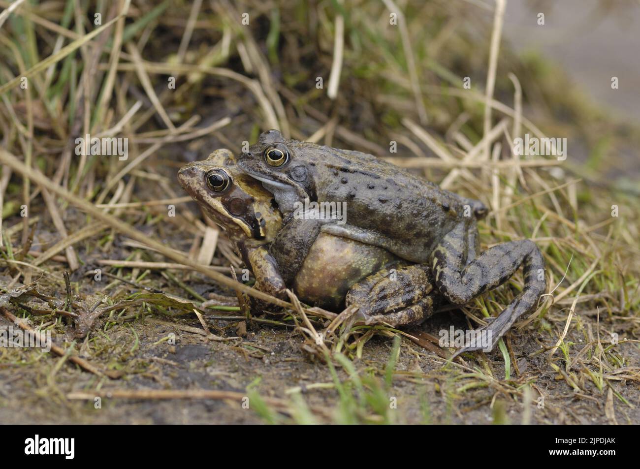 Gewöhnlicher Frosch (Rana temporaria) paart sich auf dem Weg zum Teich, um Belgien zu laichen Stockfoto