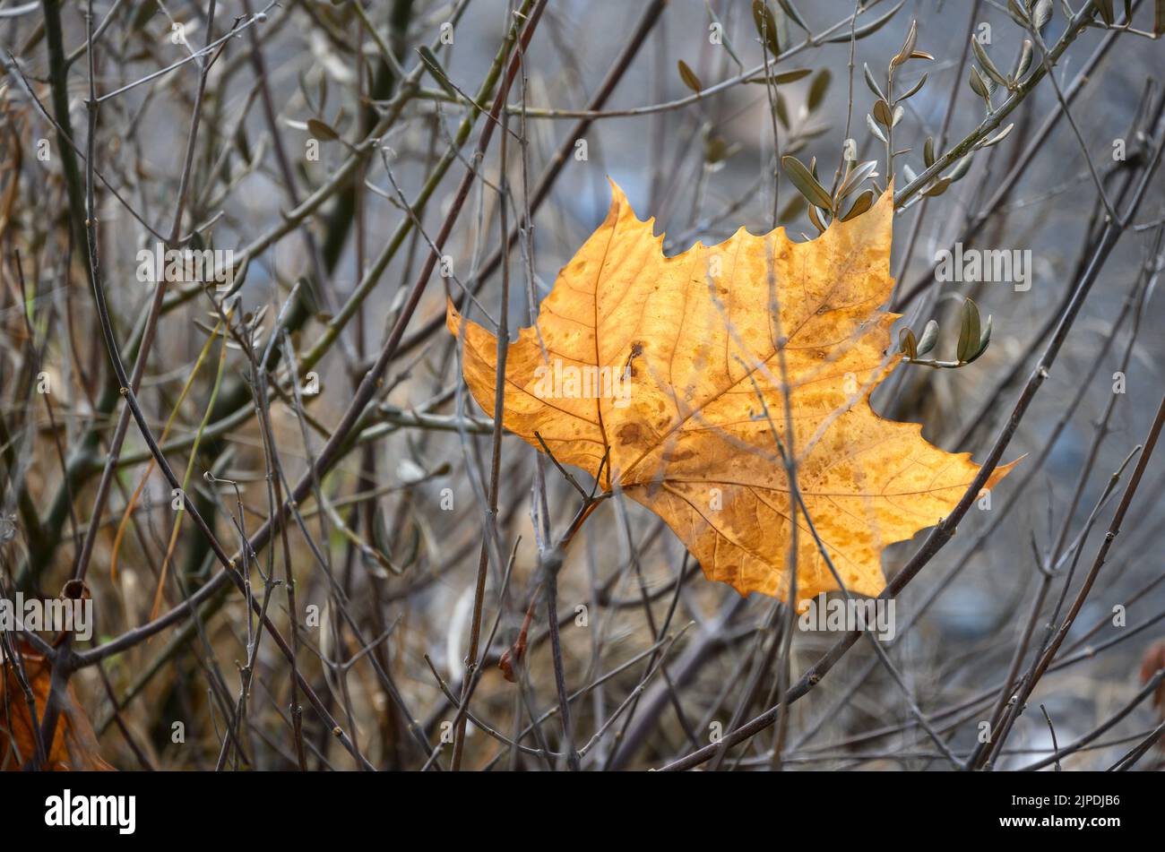 Ein gefallenes, herbstliches Blatt, das in Ästen gefangen ist. Stockfoto